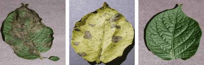 A close-up of a leaf

Description automatically generated